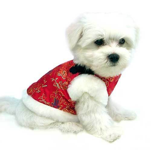 File:Cute Dog Clothes.jpg