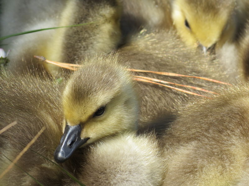 File:Canada geese.jpg