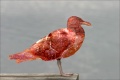Meatgull2 copy.jpg