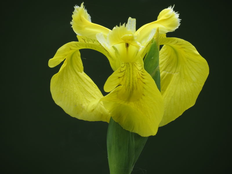 File:Flower.jpg