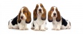 Thumbnail for version as of 06:14, 5 October 2011